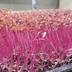 Microgreens