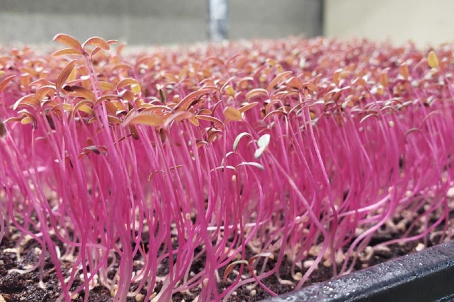 Microgreens