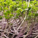 Microgreens