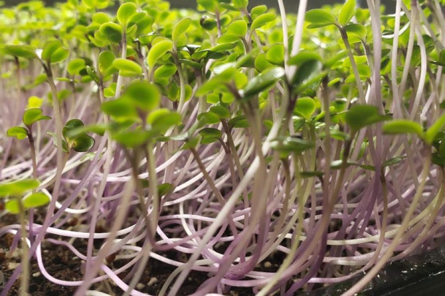 Microgreens