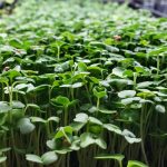 Microgreens