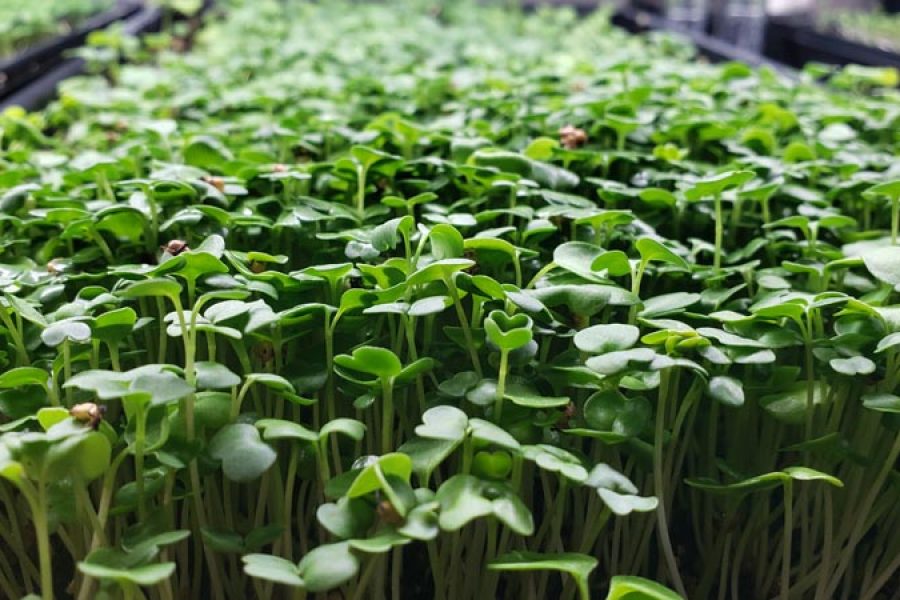 Microgreens