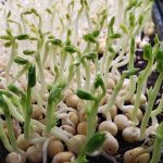 Microgreens