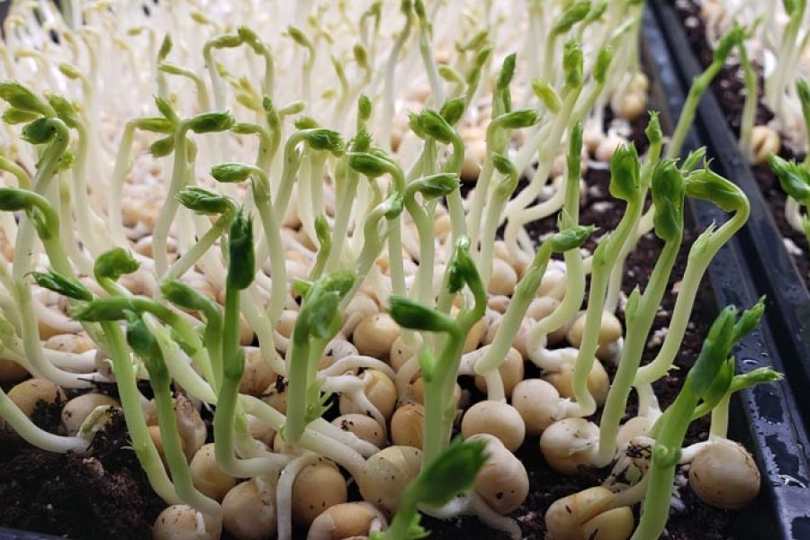 Microgreens