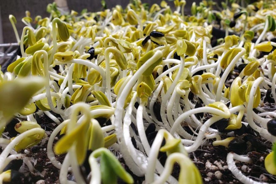 Microgreens