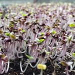 Microgreens