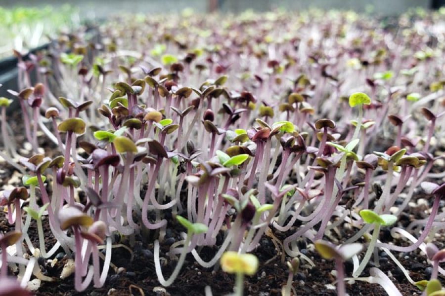 Microgreens