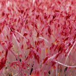 Microgreens