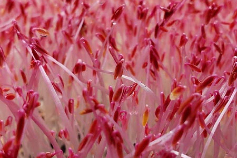 Microgreens