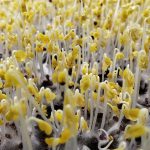 Microgreens